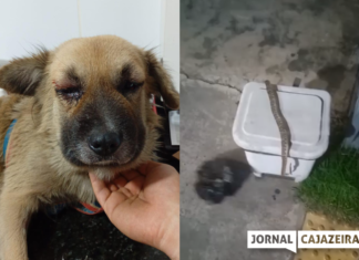 URGENTE: Cachorro é picado por cobra em Cajazeiras e precisa de ajuda para tratamento veterinário