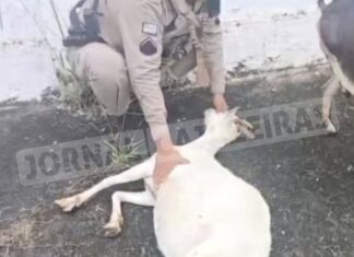 Ocorrência inusitada: Policiais do 22º BPM salvam cabra com sinais de asfixia em Cajazeiras VIII