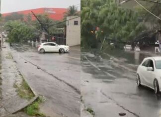 Árvore de grande porte cai na Ladeira da Nestlé, em Castelo Branco, e derruba postes de energia