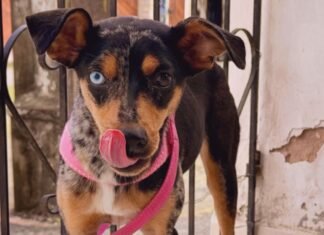Após ser abandonada e amarrada em Castelo Branco, cadelinha é adotada